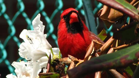 How a Cardinal Makes His Red Feathers