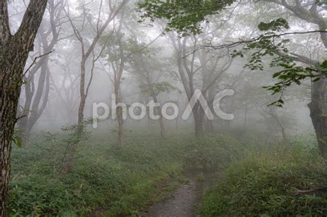 霧に包まれた森と小川 No 22212833｜写真素材なら「写真ac」無料（フリー）ダウンロードok