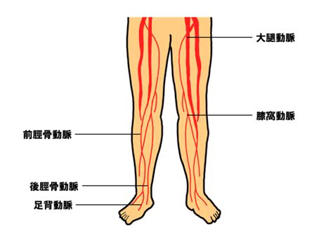 動脈触知一覧動脈と脈拍の触知部位との組合せで正しいのはどれか第53回理学療法士国家試験PM60