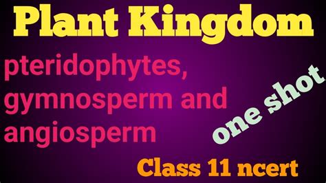 Plant Kingdom Class 11 Ll Pteridophytes Gymnosperm And Angiosperm Ll