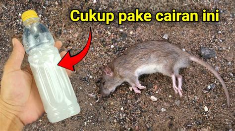 Ternyata Cukup Pake Cairan Ini Rumah Anti Tikus Selamanya Youtube