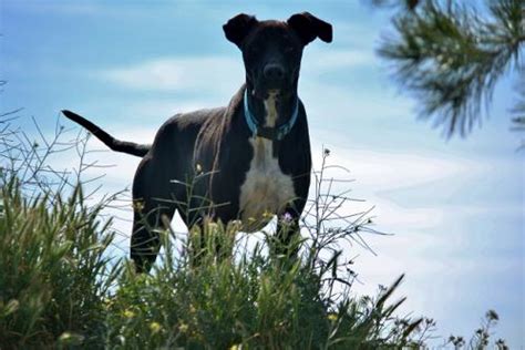 Jury Perro Adoptado En Castalla Alicante Bamb Difunde