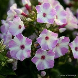 Floks Wiechowaty Flame Lilac Star Phlox Paniculata Albamar