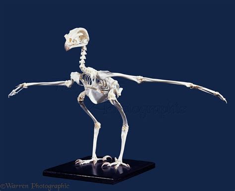 Bird Of Prey Skeleton Photo WP06105