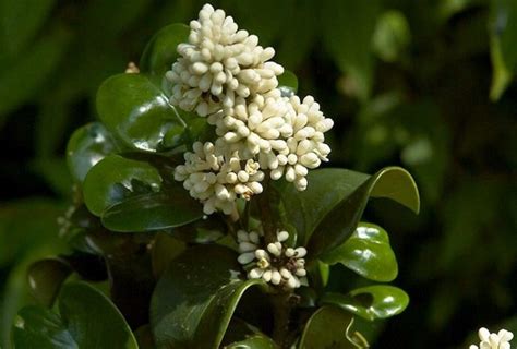 Ligustrum Recurve Hahira Nursery Georgia Plants