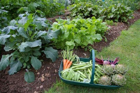 Top 5 Reasons To Start A Vegetable Garden Welcome To Todds Seeds