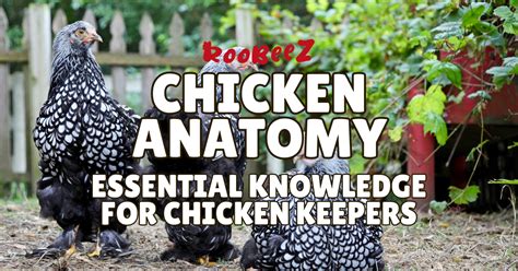 Chicken Anatomy Guide: Rooster Anatomy, Health Tips, and More — Roobeez