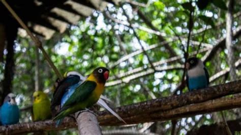 PROFEPA levanta clausura al santuario de aves El Nido POSTA Nuevo León