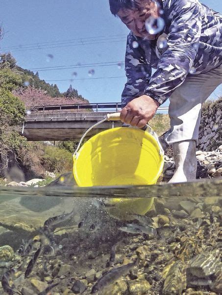 「大きく育ってね」 古座川の2漁協が稚アユ放流