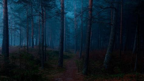 Dark Blue Forest Wallpapers - Top Free Dark Blue Forest Backgrounds ...