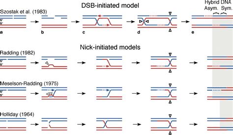 Figure 1 From How Homologous Recombination Is Initiated Unexpected