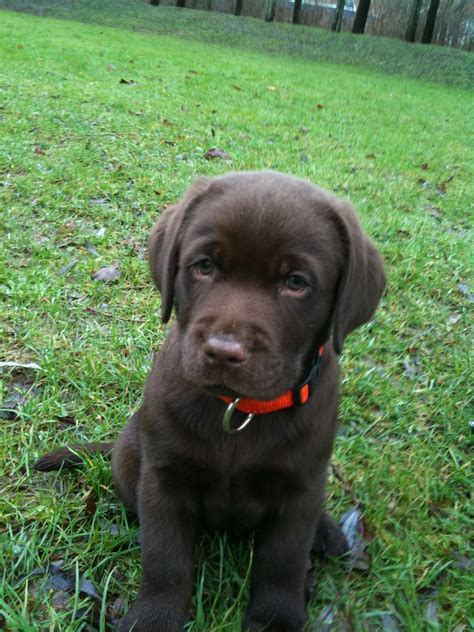 Frankie - Chocolate Lab Puppy