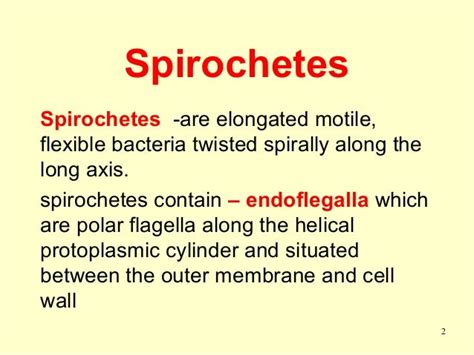 17 spirochetes