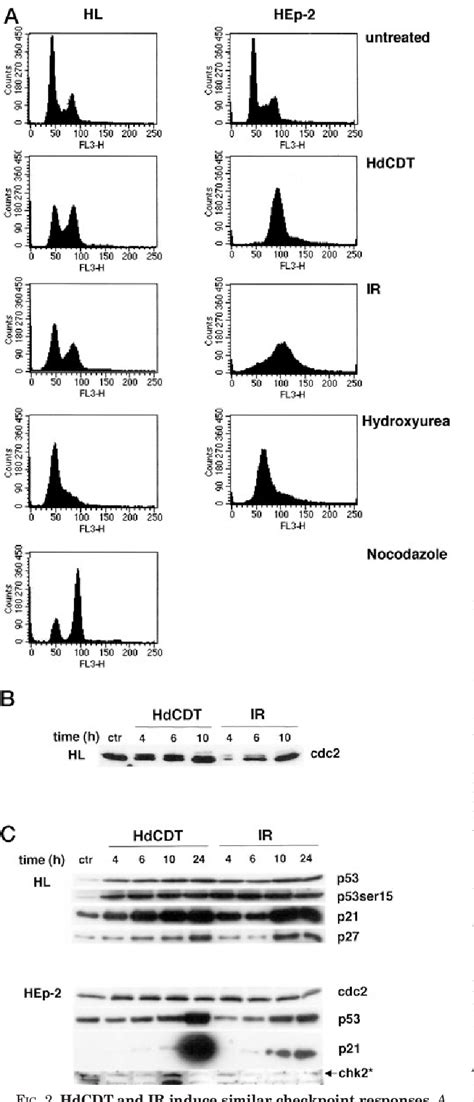 Figure 2 From The Haemophilus Ducreyi Cytolethal Distending Toxin