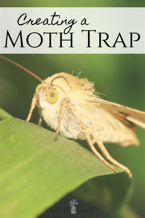 Homemade Moth Trap | Moth, Getting rid of moths, Little house living