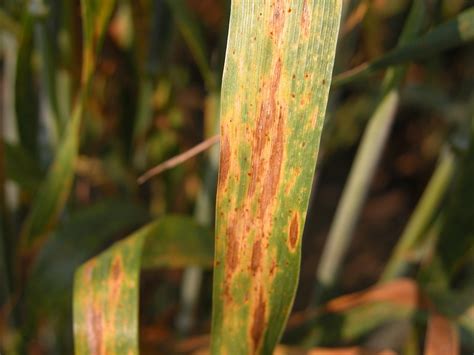 Uwuwex Plant Disease Diagnostic Clinic Pddc Update March 16