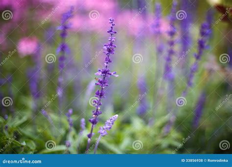 Lavender Flowers. Sunset Over a Summer Purple and Pink Lavender Stock ...