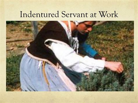 Ppt Difference Between Indentured Servant Servant And Slave