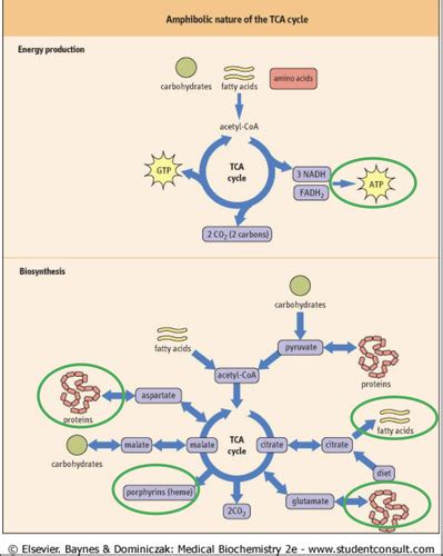 Pdh And Tca Cycle Flashcards Quizlet