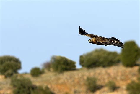 Native Birds of Afghanistan - WorldAtlas