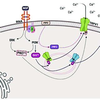 Paclitaxel PTX Induced Mechanical Allodynia With Or Without