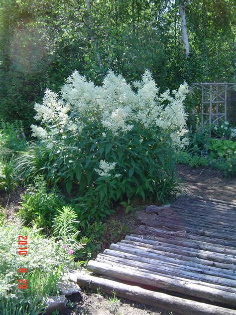 Anna's Perennials: Persicaria Polymorpha