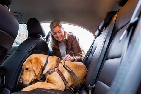 Como Transportar Cachorro Grande Em Carros Mobycar