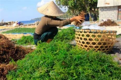 Pembuatan Rumput Laut Kering | AMTAST Indonesia