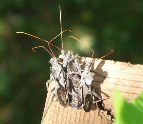 Three Wheel Bugs Mating Whats That Bug