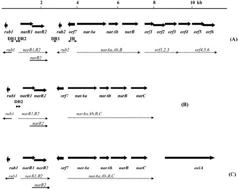 Physical And Genetic Maps Of The Naphthalene Degradation Gene Regions