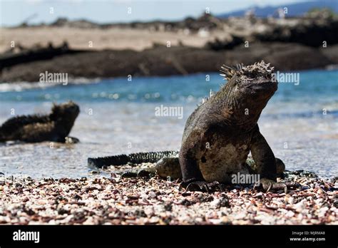 Large Male Galapagos Marine Iguana Amblyrhynchus Cristatus Walking On