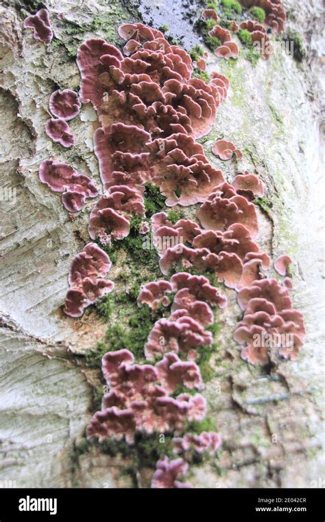 Silverleaf Fungus Chondrostereum Purpureum Stock Photo Alamy