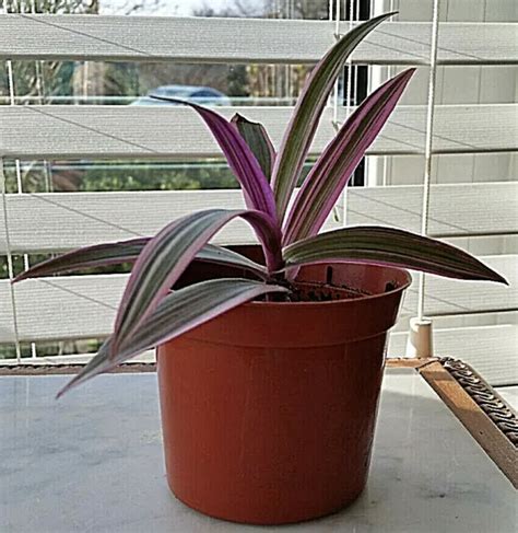 TRADESCANTIA SPATHACEA SITARA Moses In The Cradle In 9cm Pot 4 00