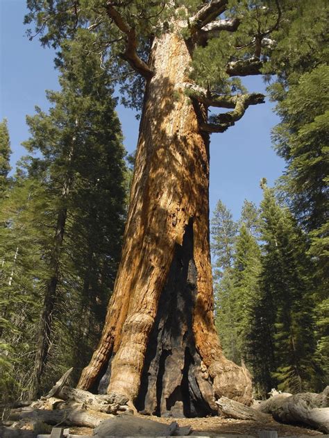 Redwood Tree Information - Interesting Facts About Redwood Trees ...