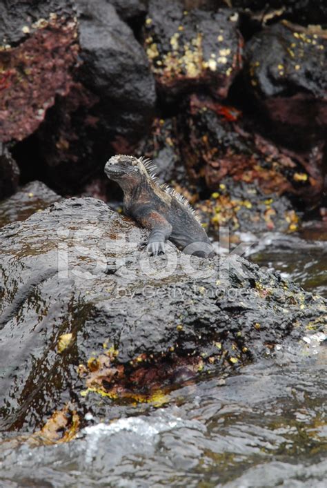 Galapagos Marine Iguana Stock Photo | Royalty-Free | FreeImages