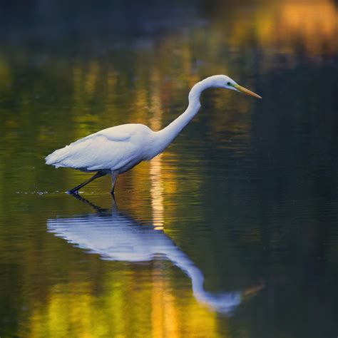 Lake Naivasha Photos, Download The BEST Free Lake Naivasha Stock Photos ...