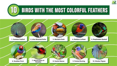 10 Birds with the Most Colorful Feathers - A-Z Animals