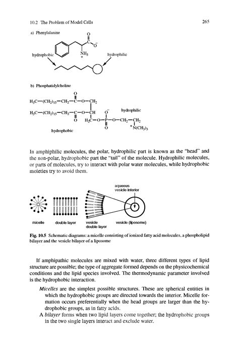 Micelles Phospholipids Big Chemical Encyclopedia