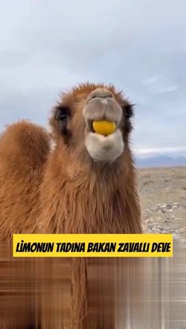 zalim Çinli deveye limon yediriyor trending YouTube