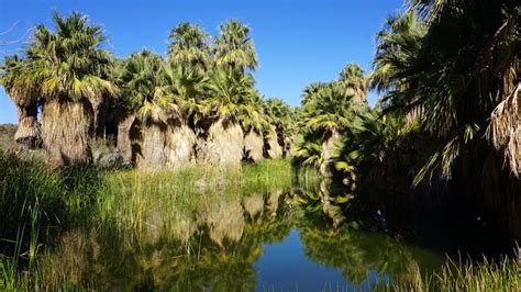 Thousand Palms Oasis Preserve – Thousand Palms, California - Atlas Obscura