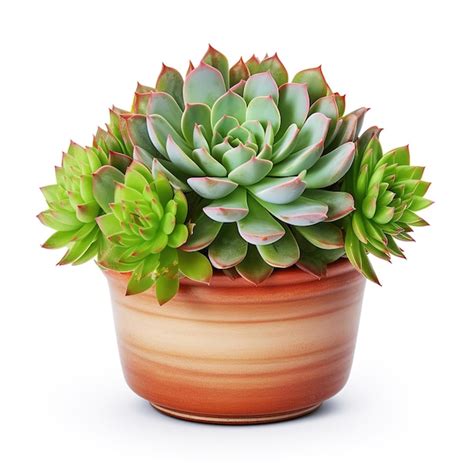 Premium AI Image Beautiful Succulent Plant In Pot Isolated On White