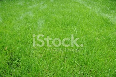 Lush Green Lawn Stock Photo | Royalty-Free | FreeImages