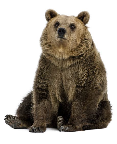 lorso bruno  pericoloso oipa italia