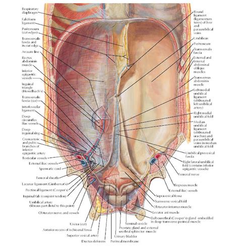 Anterior Abdominal Wall Internal View Anatomy Pediagenosis