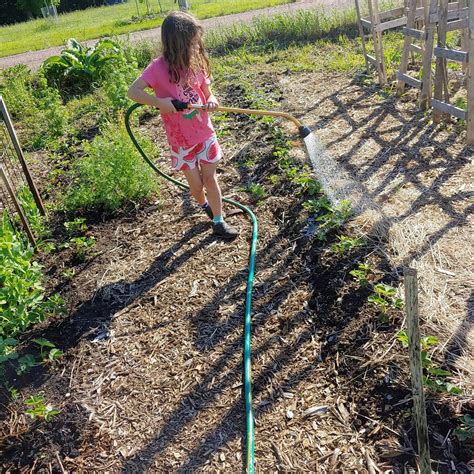 How to Water your Garden Effectively - Homestead How-To