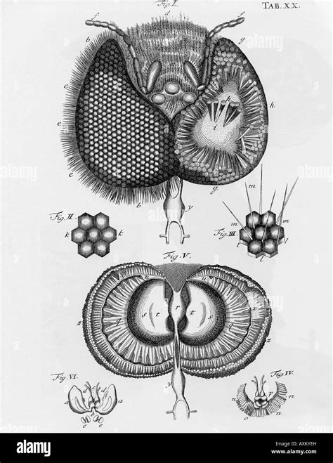 Robert Hooke Illustrations From His 1665 Book Micrographia See Stock