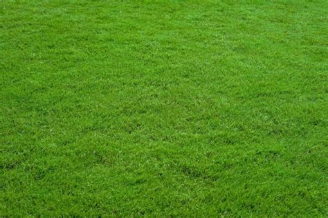 How To Grow Lawn Grass On Terrace A Beginners Guide To Planting And Care