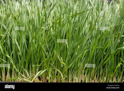 fresh growing wheatgrass Stock Photo - Alamy