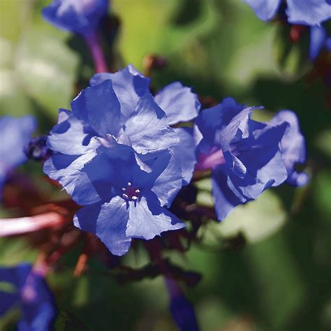 Ceratostigma willmottianum 'Forest Blue' plants | Thompson & Morgan