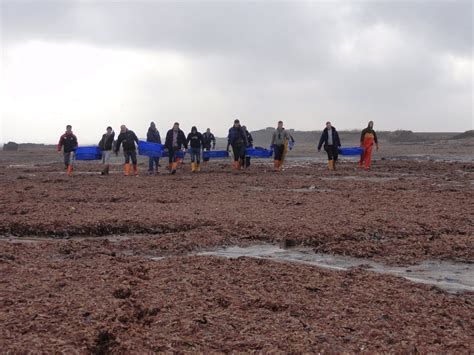 Tons Of Dead Marine Animals Are Washing Up On UK Beaches